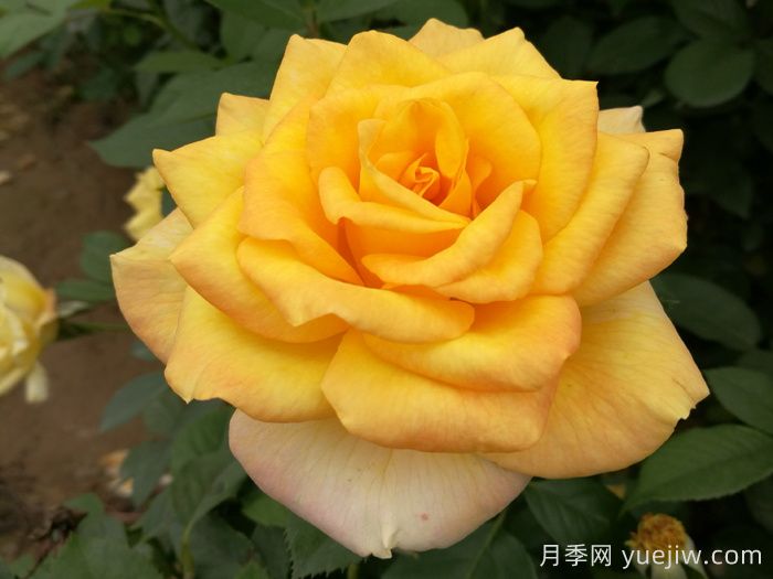 超大花朵20公分的月季有哪些？(圖2)
