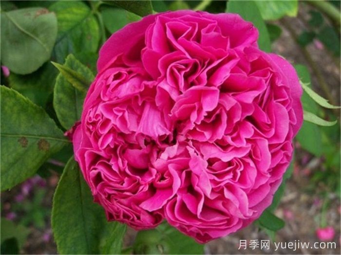 超大花朵20公分的月季有哪些？(圖3)