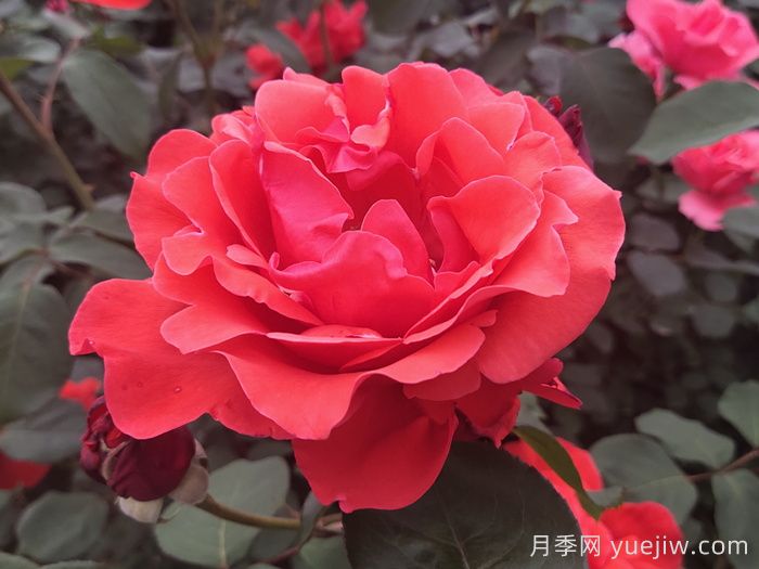 大花月季品種的花朵大小會受到哪些因素影響？(圖1)
