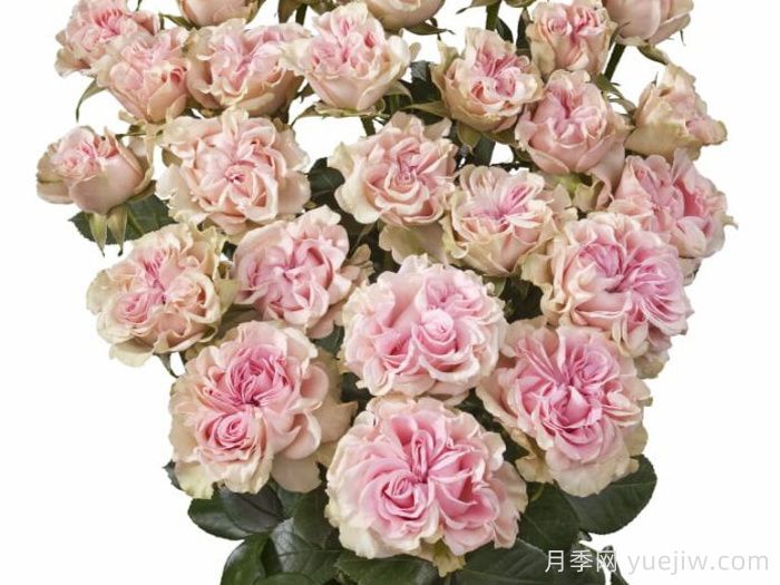甜蜜流月季/糖果花/甜蜜派/甜流(圖2)