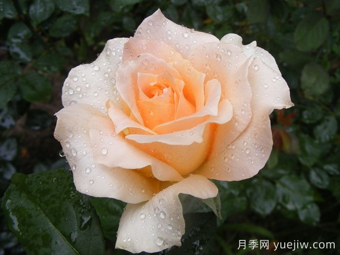 卡薩諾瓦月季/情圣(圖1)