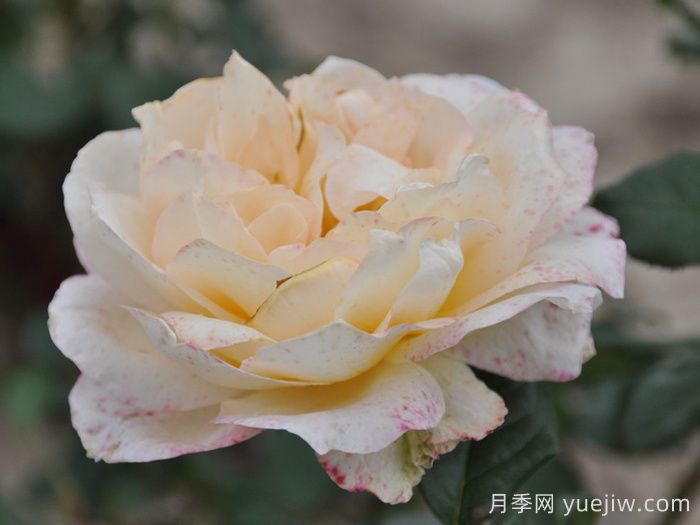 卡薩諾瓦月季/情圣(圖3)