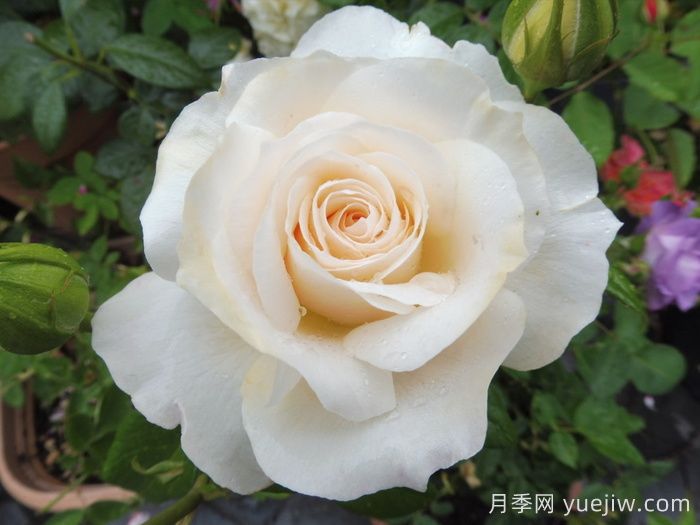 皇家迪瓦月季/皇家女主角/歌劇皇后(圖1)