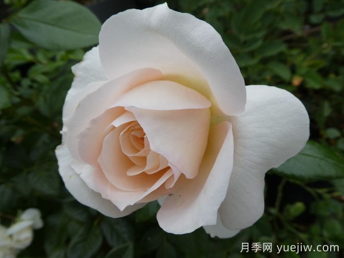 皇家迪瓦月季/皇家女主角/歌劇皇后(圖2)