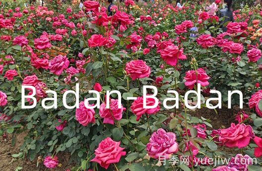 德國巴登巴登月季競賽獎(Badan-Badan)(圖1)
