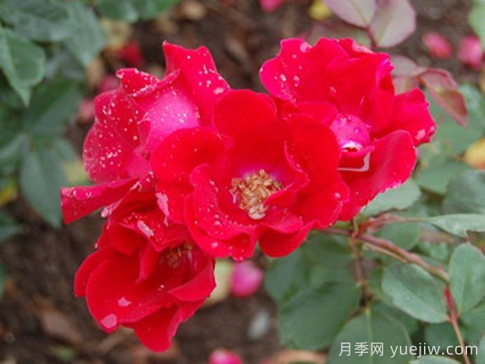 螢火蟲月季/荷斯坦月季(圖1)