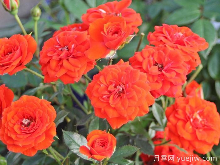 橙色寶貝月季/橙色櫻兒(圖2)