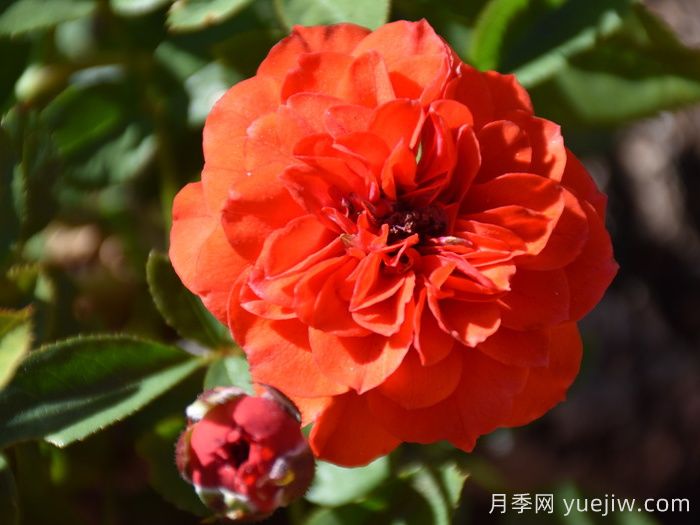 橙色寶貝月季/橙色櫻兒(圖3)