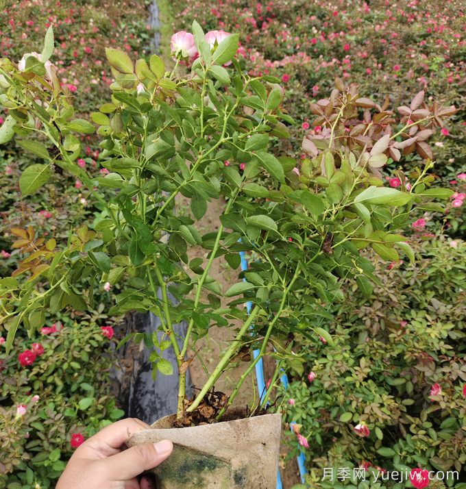 豐花月季大缽苗一平方需要多少棵？(圖2)