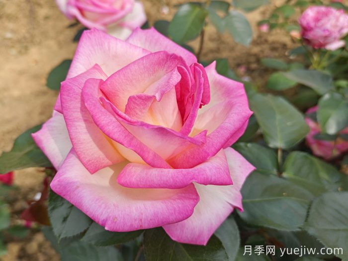 月季和玫瑰是一種花嗎？(圖1)
