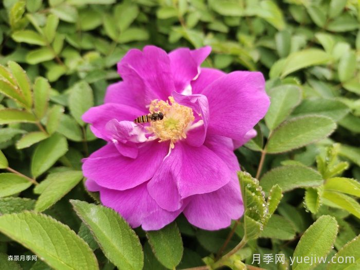 月季和玫瑰是一種花嗎？(圖2)