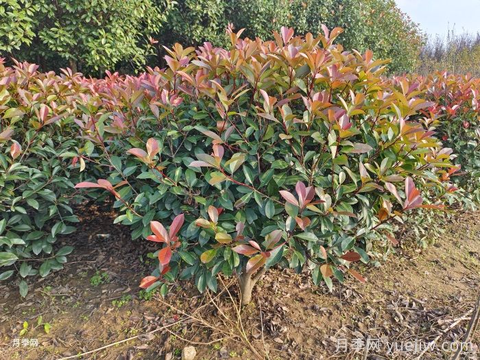 紅葉石楠球是常綠還是落葉苗木？(圖1)