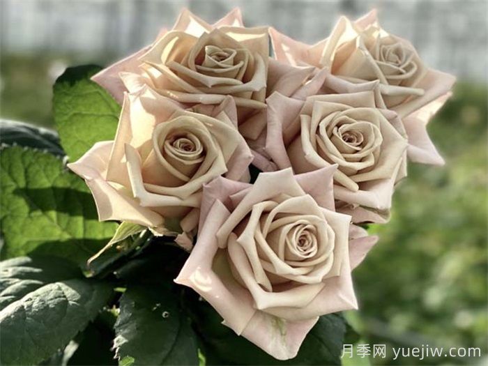 曼塔月季的優(yōu)缺點是什么？(圖1)