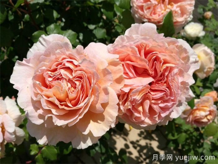 ***耐陰的月季花推薦(圖1)