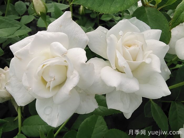 ***耐陰的月季花推薦(圖2)