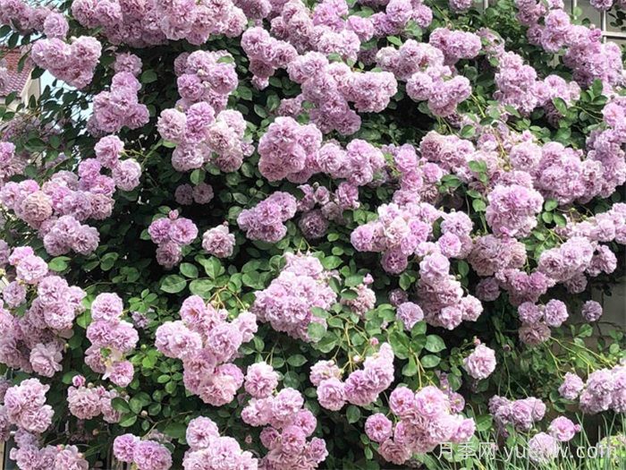 ***耐陰的月季花推薦(圖3)