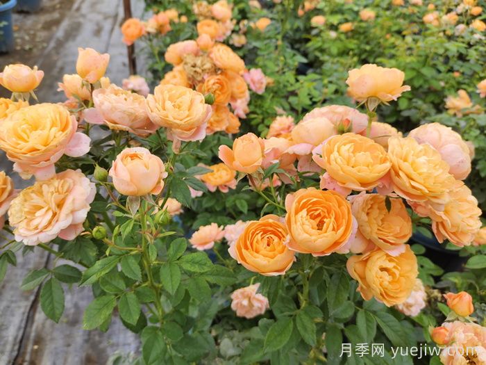 ***耐陰的月季花推薦(圖4)
