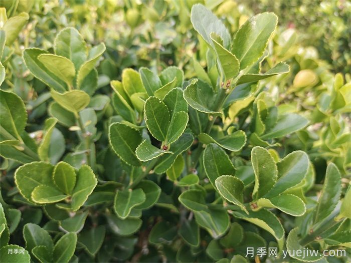 大葉黃楊和小葉黃楊有什么區(qū)別？(圖1)