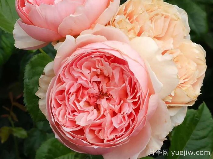 推薦10種不怕熱的月季，夏天隨便養(yǎng)，花開不停(圖3)
