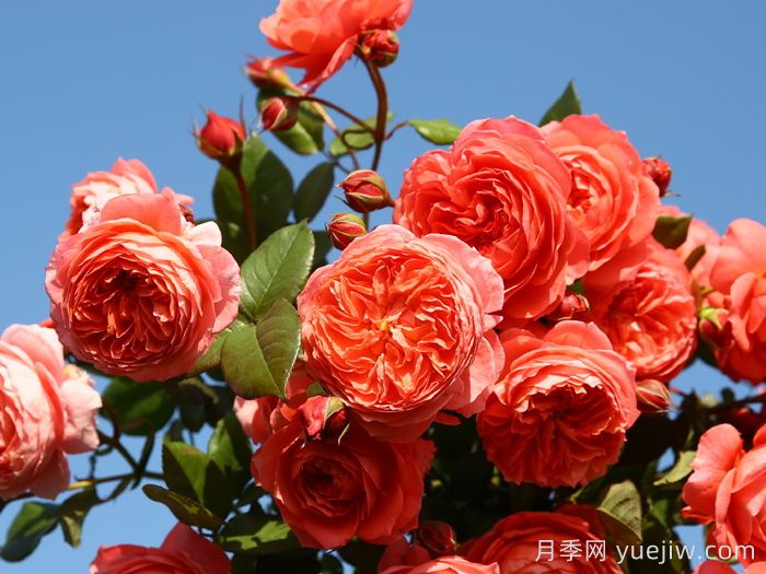 推薦10種不怕熱的月季，夏天隨便養(yǎng)，花開不停(圖4)