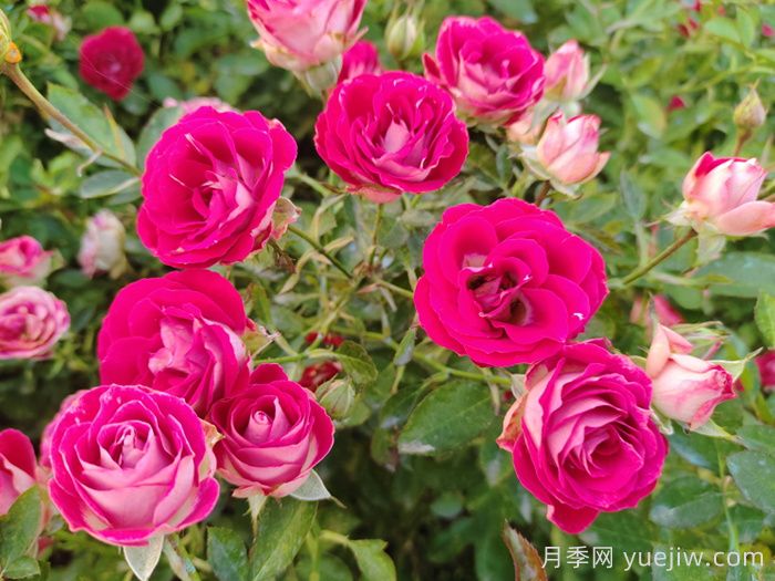 紅寶石冰月季是豐花還是微型月季？(圖1)