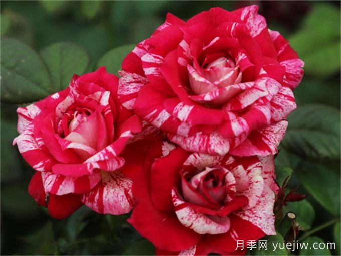胡里奧月季的優(yōu)缺點是什么？(圖1)