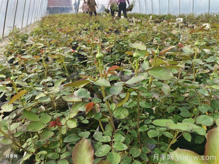 月季花什么時(shí)候種植***好？(圖1)