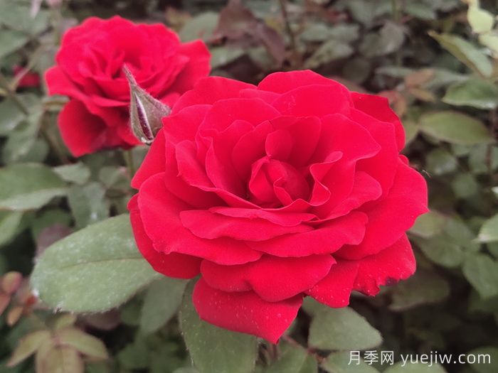 月季花有什么顏色？10大色系(圖1)