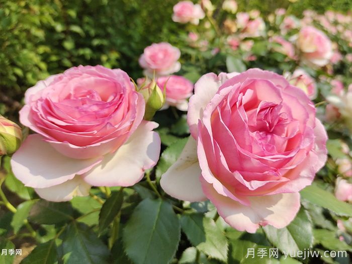 月季花有什么顏色？10大色系(圖2)