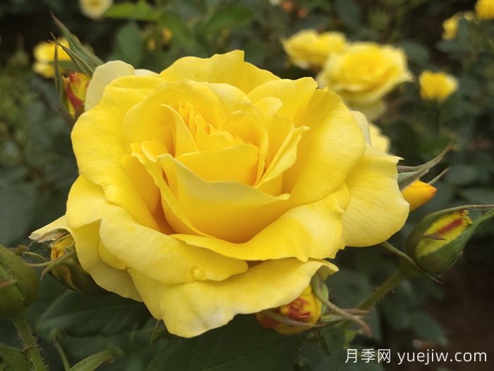月季花有什么顏色？10大色系(圖3)