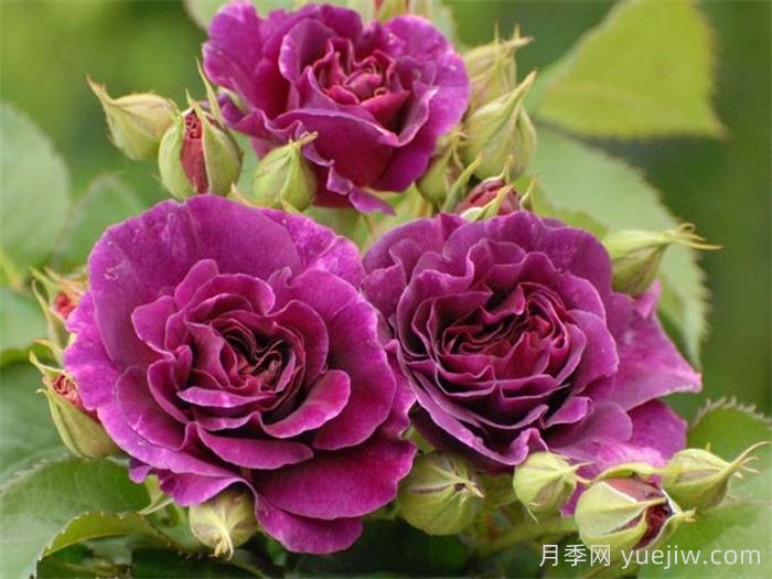 月季花有什么顏色？10大色系(圖4)