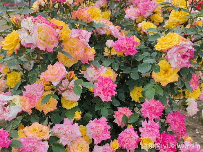 月季花有什么顏色？10大色系(圖5)