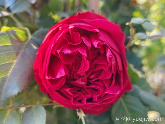 六月不怕熱的月季(圖1)