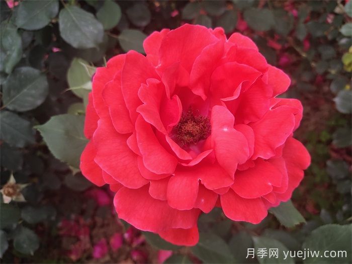 推薦八款6月***值得養(yǎng)的月季，特別耐曬，花大色艷(圖2)