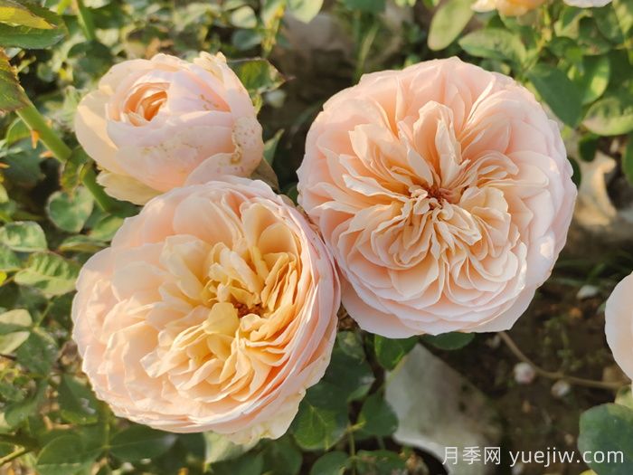 耐曬性強(qiáng)的6種月季，夏季高溫依然美(圖2)