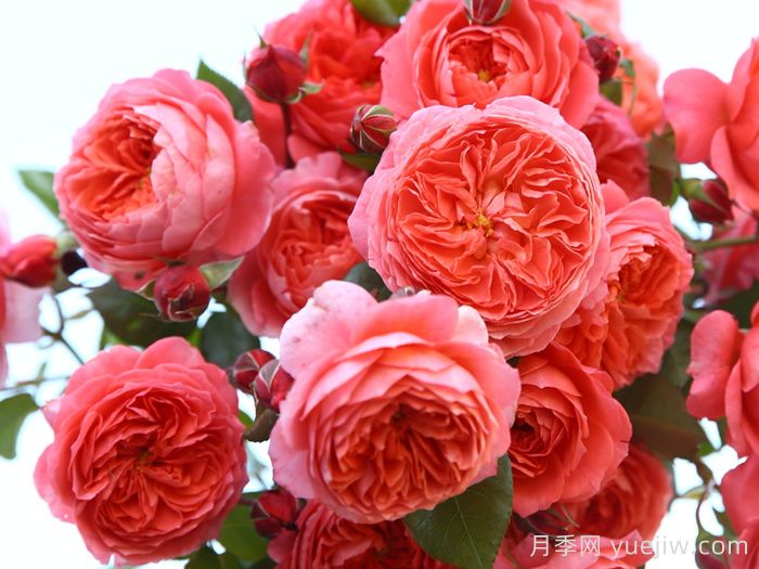 耐曬性強(qiáng)的6種月季，夏季高溫依然美(圖4)