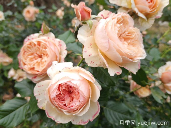 耐曬性強(qiáng)的6種月季，夏季高溫依然美(圖3)