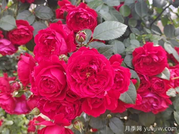 推薦10種不怕熱的月季，夏天隨便養(yǎng)，花開不停(圖1)