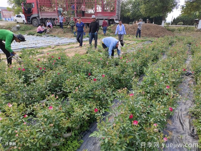 月季可以種在陰涼處嗎？(圖1)