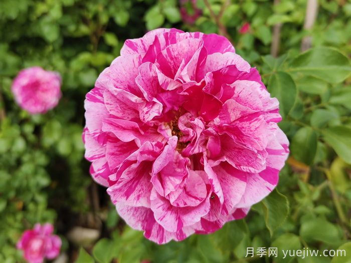 依蕾莎斯特月季介紹和優(yōu)缺點(diǎn)(圖1)