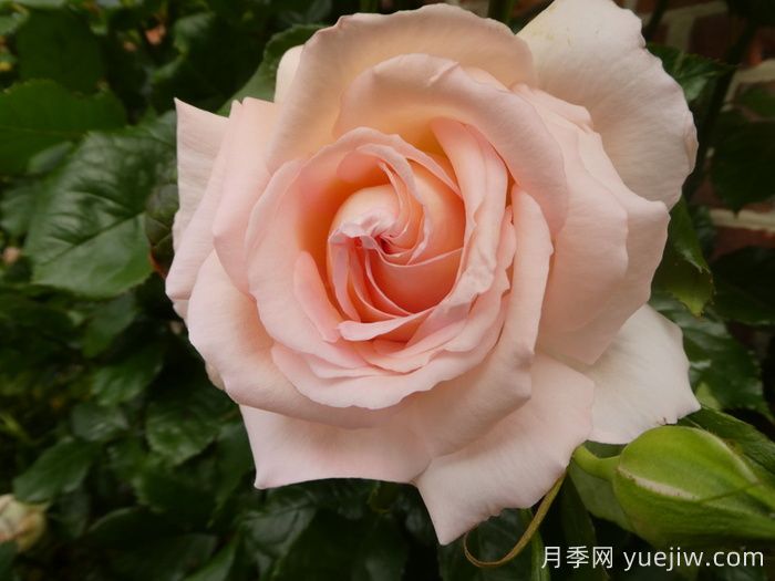 尚多斯美人月季介紹和優(yōu)缺點(diǎn)(圖1)