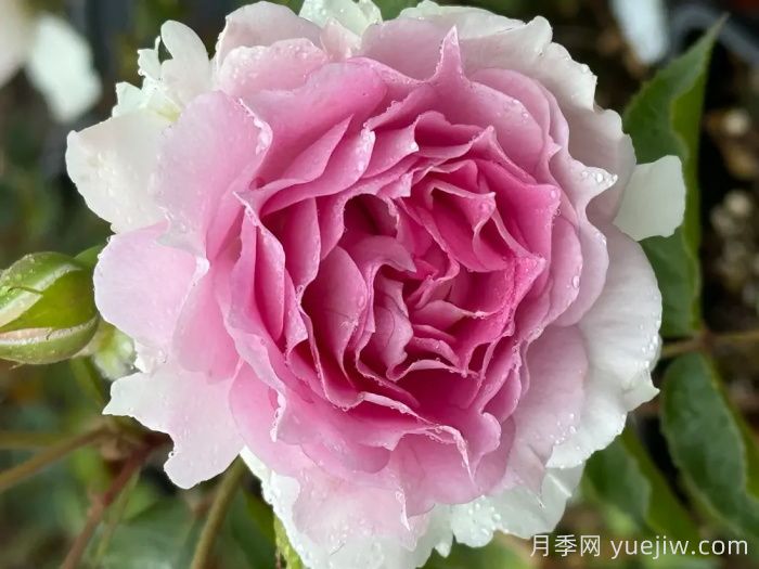 粉天方夜譚月季介紹和優(yōu)缺點(diǎn)(圖1)