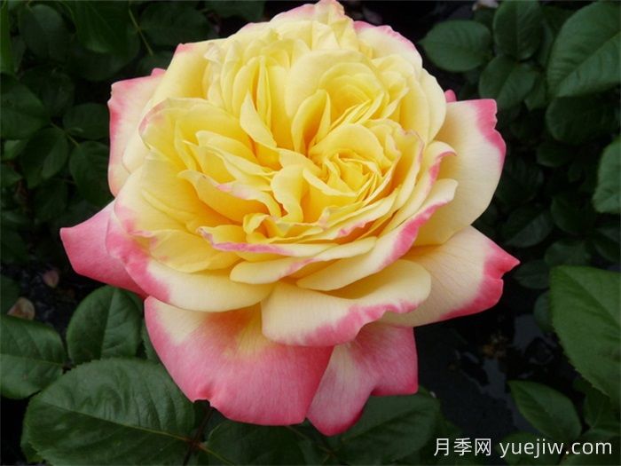 科德斯慶典月季介紹和優(yōu)缺點(圖1)