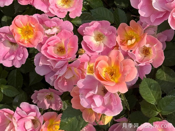?西子系列月季，天狼耐濕熱型低維護(hù)月季的培育路(圖1)