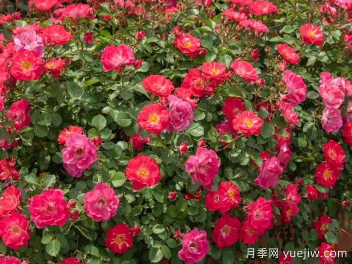 ?西子系列月季，天狼耐濕熱型低維護(hù)月季的培育路(圖5)