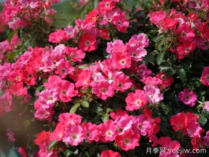 西子嫣紅月季(圖1)