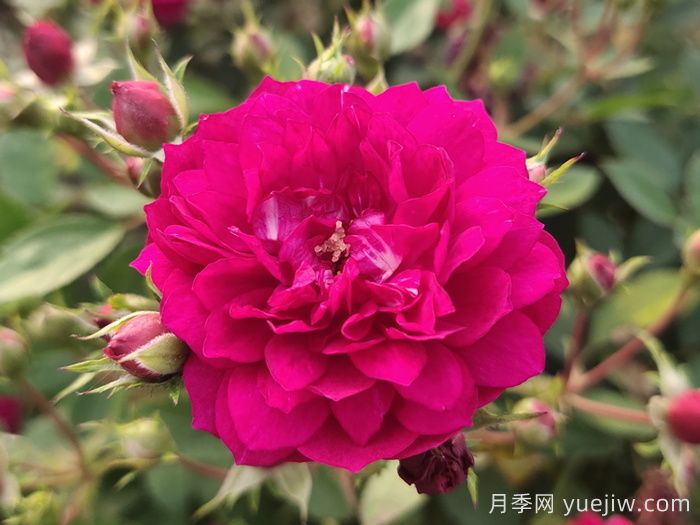 11種經(jīng)典微型月季花，顏值與實(shí)力兼具，陽臺黨***愛(圖3)