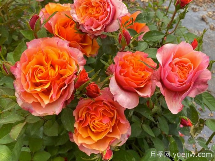 11種經(jīng)典微型月季花，顏值與實(shí)力兼具，陽臺黨***愛(圖4)