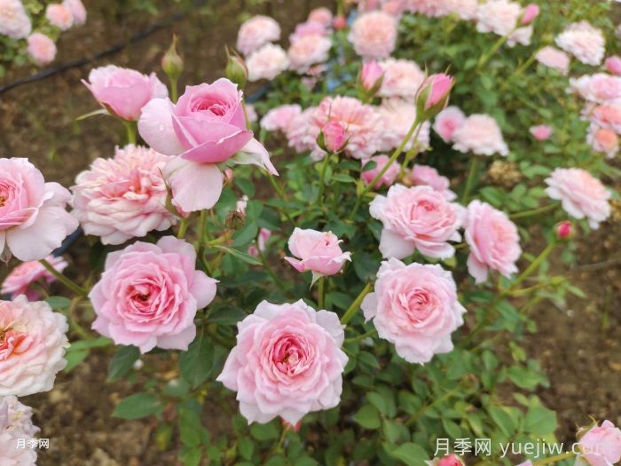 11種經(jīng)典微型月季花，顏值與實(shí)力兼具，陽臺黨***愛(圖5)