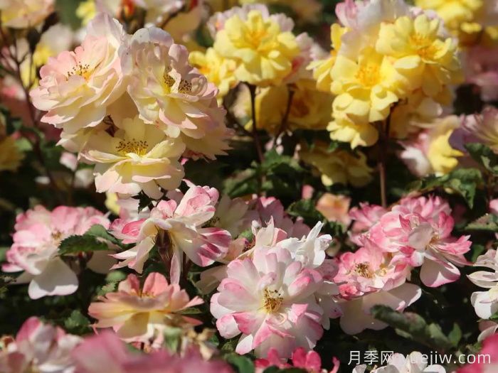 推薦勤花表現(xiàn)極好的景觀低維護月季品種(圖1)